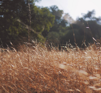橙色风暴席卷里斯本！荷兰3-2力克葡萄牙，一张决赛门票已收入囊中